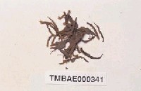 Philonotis mollis (Dozy et Molk.) Mitt. Collection Image, Figure 12, Total 20 Figures